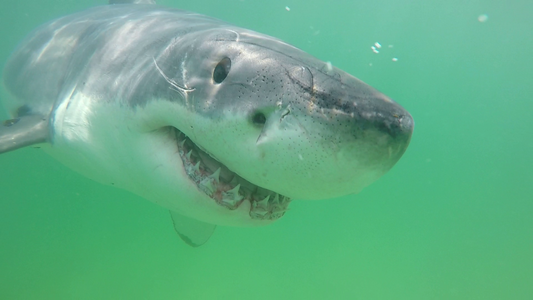 The Good Shark is proud to support the Atlantic White Shark Conservancy