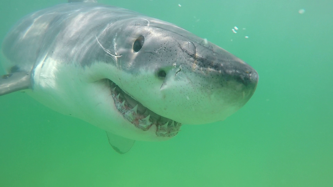 The Good Shark is proud to support the Atlantic White Shark Conservancy